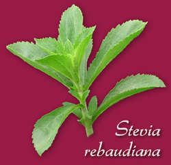 Stevia Pflanze Stevia Rebaudiana